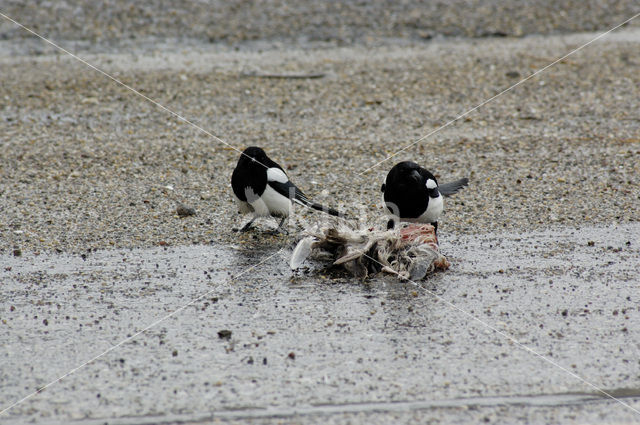 Black-billed Magpie (Pica pica)