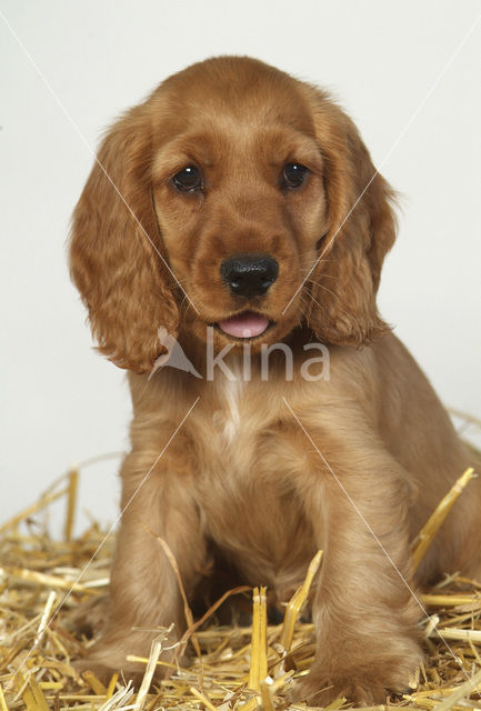 Engelse cocker spaniel (Canis domesticus)