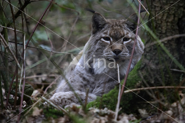 Eurasian Lynx (Lynx lynx)