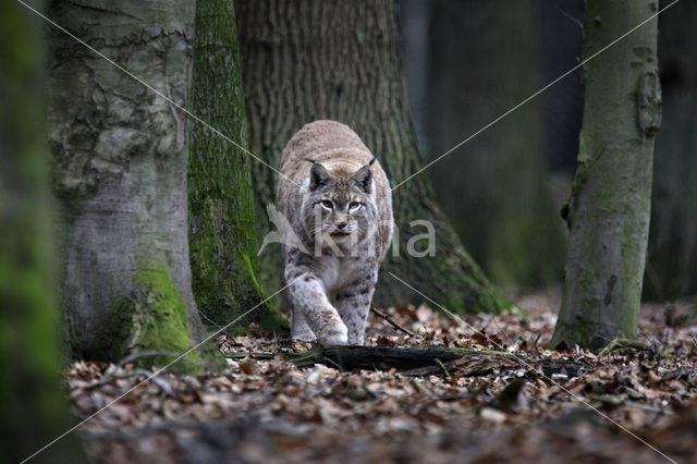 Eurasian Lynx (Lynx lynx)