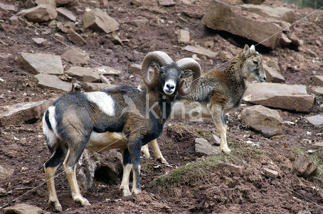 Europese Mouflon (Ovis orientalis)