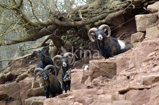 European Mouflon (Ovis orientalis)