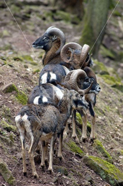 Europese Mouflon (Ovis orientalis)