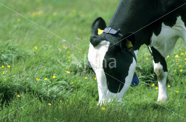 Mottled Cow (Bos domesticus)