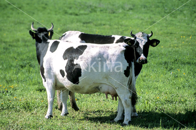 Mottled Cow (Bos domesticus)