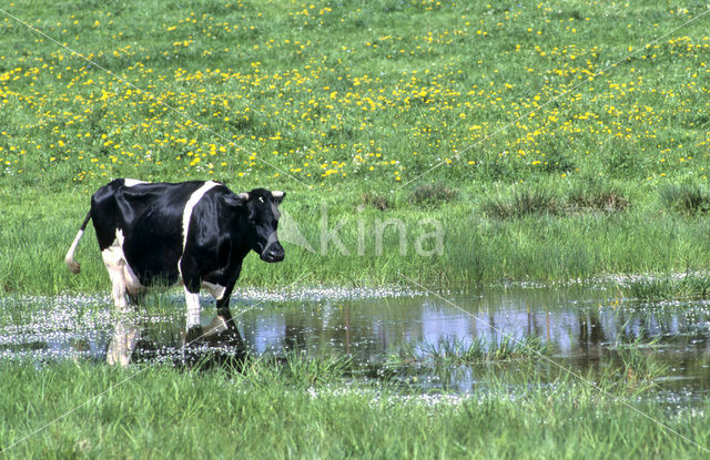 Mottled Cow (Bos domesticus)