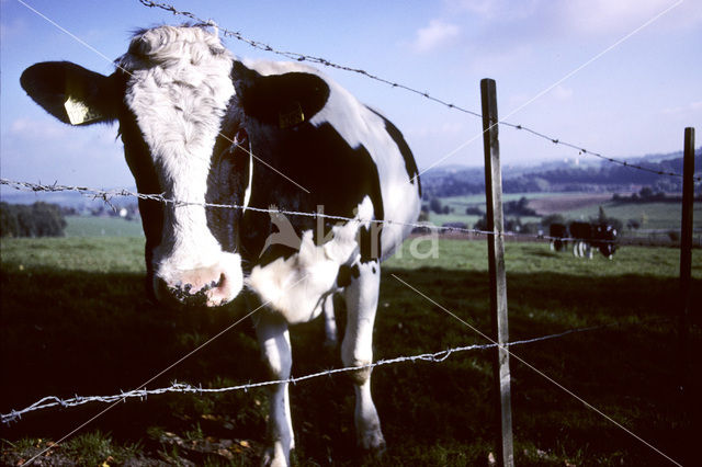 Mottled Cow (Bos domesticus)