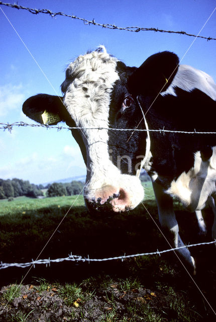 Mottled Cow (Bos domesticus)