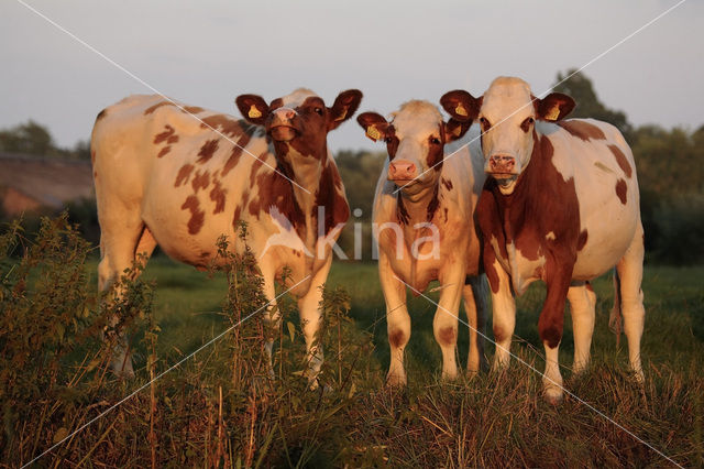 red-and-white Cow (Bos domesticus)