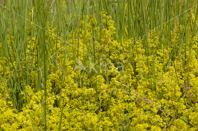 Geel walstro (Galium verum)