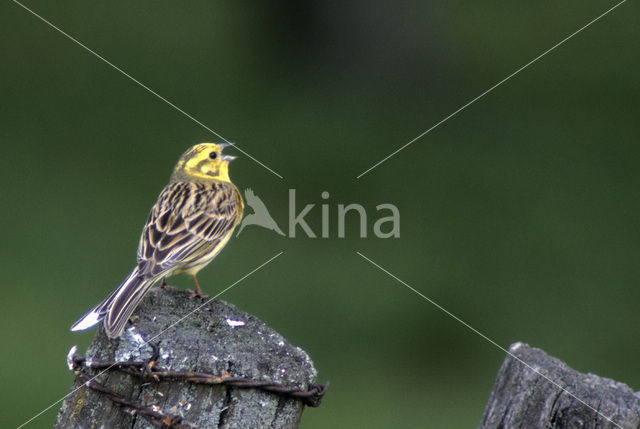 Geelgors (Emberiza citrinella)