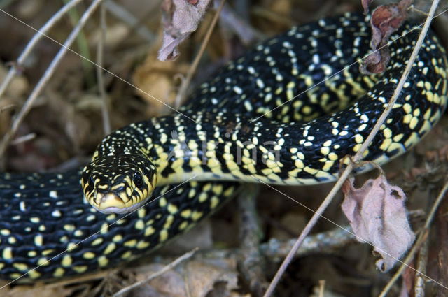 Western Whipsnake (Coluber viridiflavus)