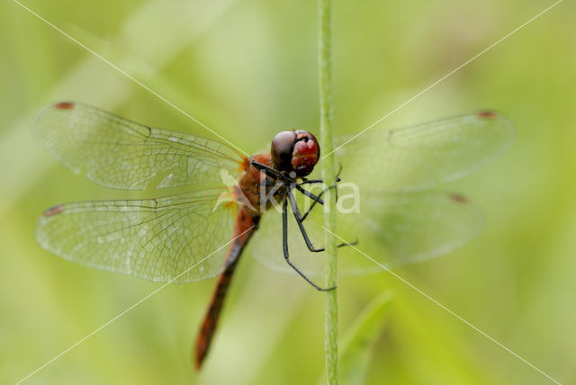 Geelvlekheidelibel (Sympetrum flaveolum)