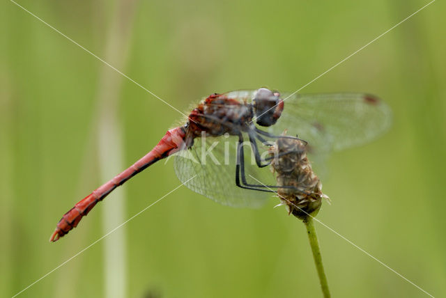 Geelvlekheidelibel (Sympetrum flaveolum)