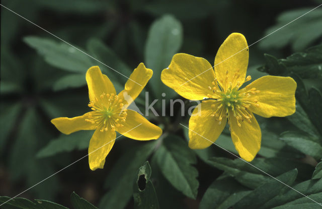 Yellow Anemone (Anemone ranunculoides)
