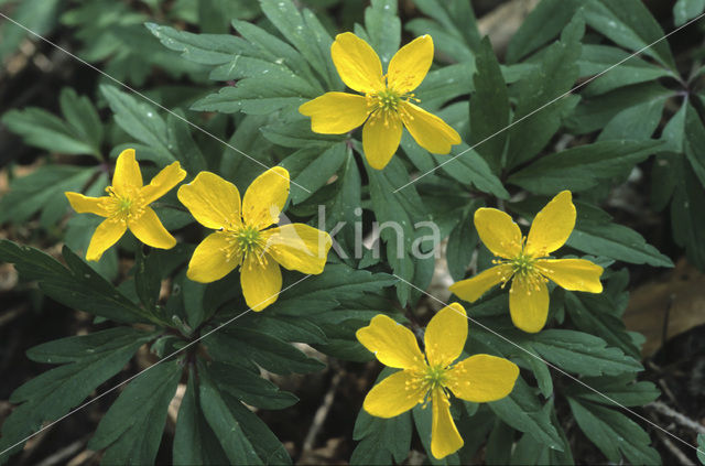 Yellow Anemone (Anemone ranunculoides)