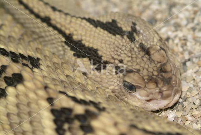 Gele cascaval (Crotalus durissus culminates)