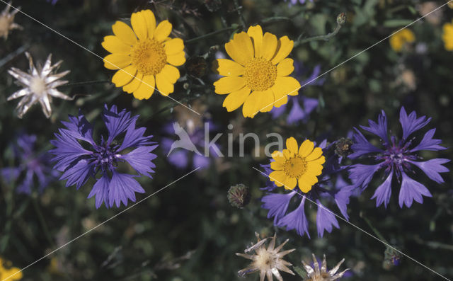 Gele ganzenbloem (Chrysanthemum segetum)