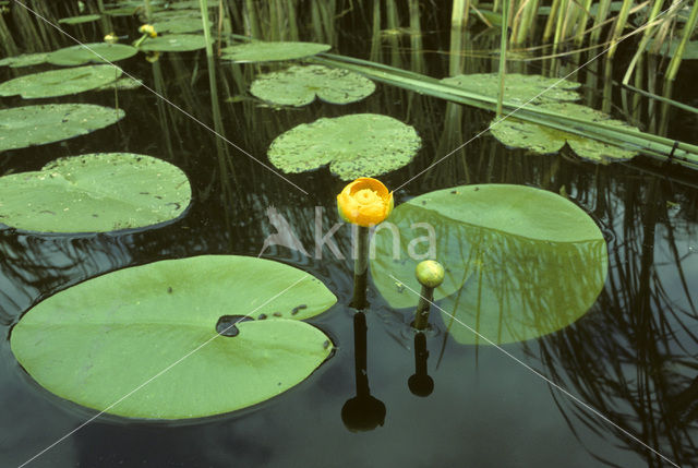 Yellow Waterlily (Nuphar lutea)