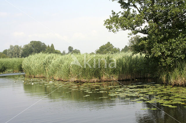 Gele plomp (Nuphar lutea)