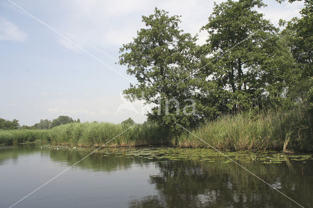 Gele plomp (Nuphar lutea)