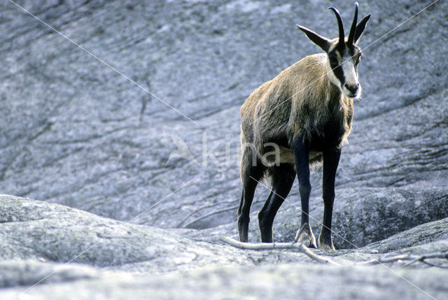 Chamois (Rupicapra rupicapra)