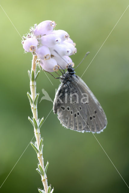 Gentiaanblauwtje (Maculinea alcon)