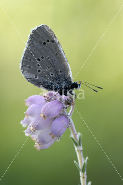 Alcon Blue (Maculinea alcon)