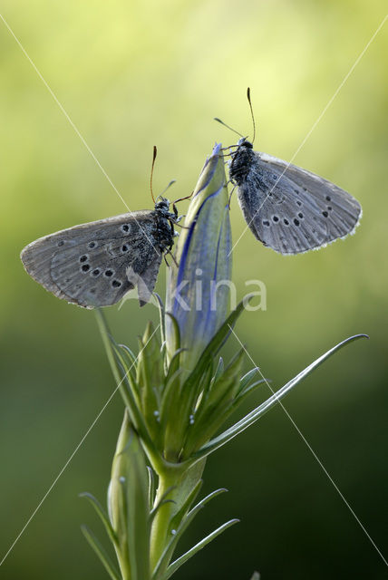 Gentiaanblauwtje (Maculinea alcon)