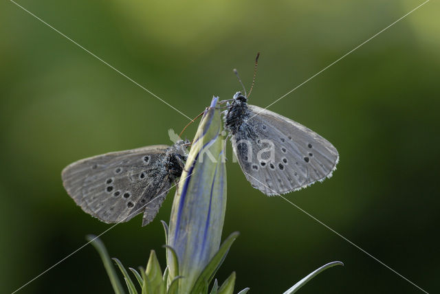 Gentiaanblauwtje (Maculinea alcon)