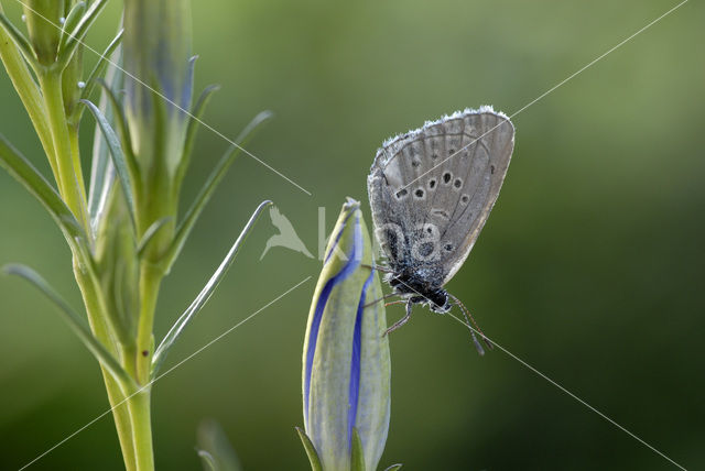 Gentiaanblauwtje (Maculinea alcon)