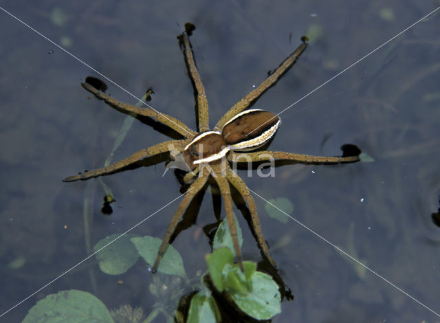 Gerande oeverspin (Dolomedes fimbriatus)