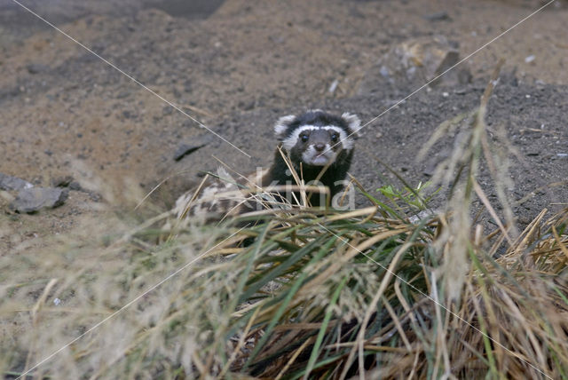 marbled Polecat (Vormela peregusna)