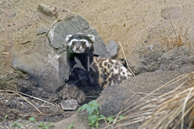 marbled Polecat (Vormela peregusna)