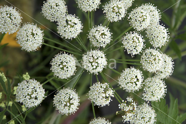 Gevlekte scheerling (Conium maculatum)