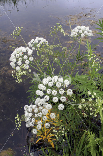 Gevlekte scheerling (Conium maculatum)