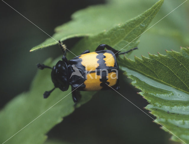 Common Burying beetle (Nicrophorus vespilloides)