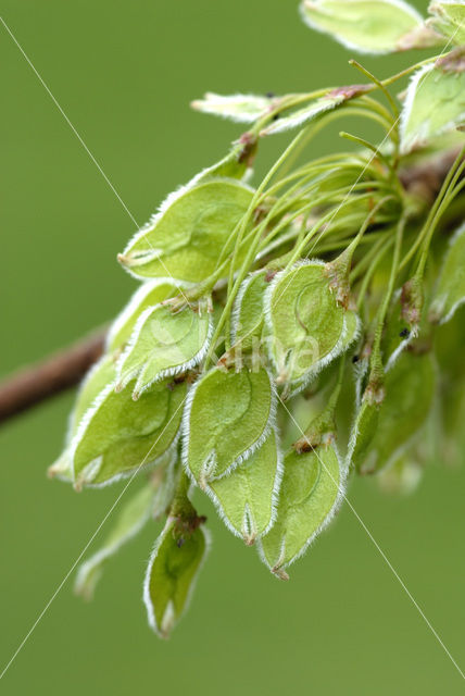 Gewone es (Fraxinus excelsior)