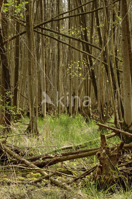 Ash (Fraxinus excelsior)