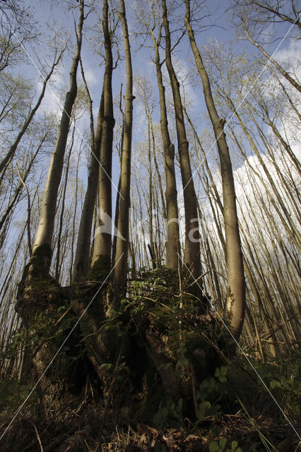 Gewone es (Fraxinus excelsior)