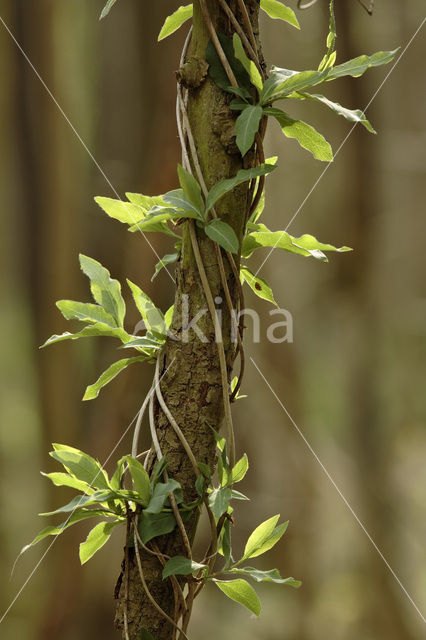 Ash (Fraxinus excelsior)