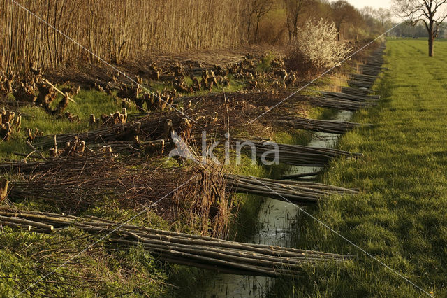 Ash (Fraxinus excelsior)