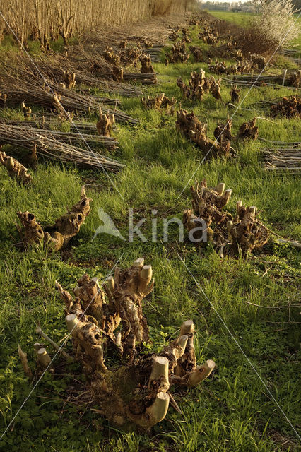 Ash (Fraxinus excelsior)