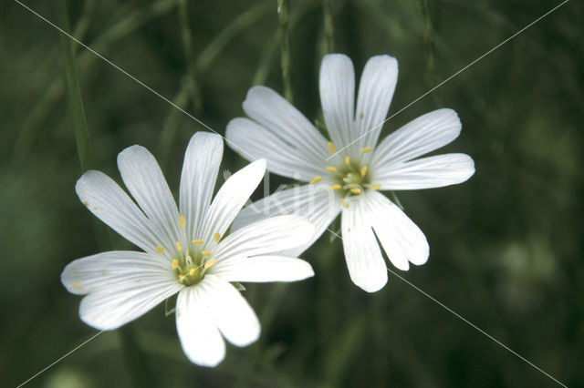 Common Mouse-ear (Cerastium fontanum ssp. vulgare)