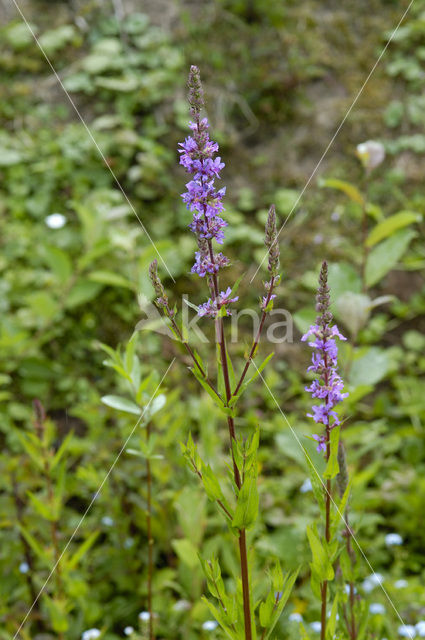 Gewone kattenstaart (Lythrum salicaria)