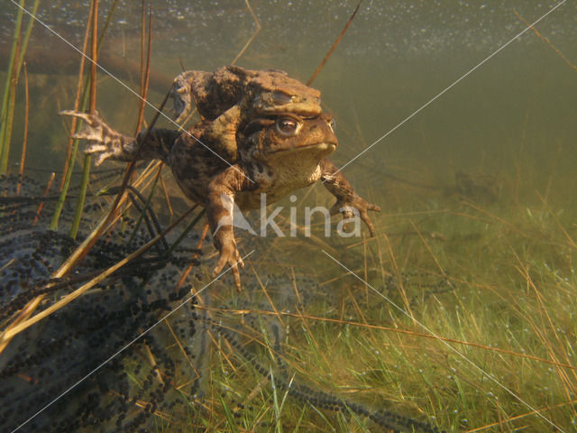 Common Toad (Bufo bufo)