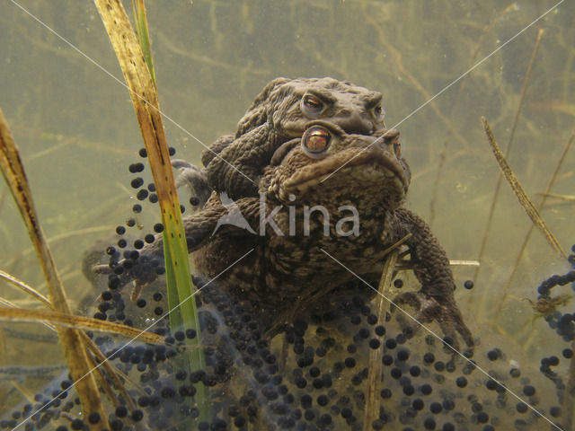 Common Toad (Bufo bufo)