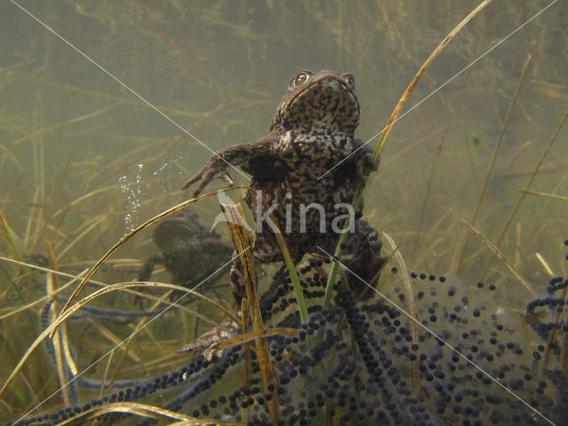 Common Toad (Bufo bufo)