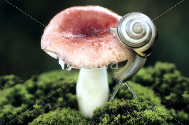 Brown-lipped Snail (Cepaea nemoralis)