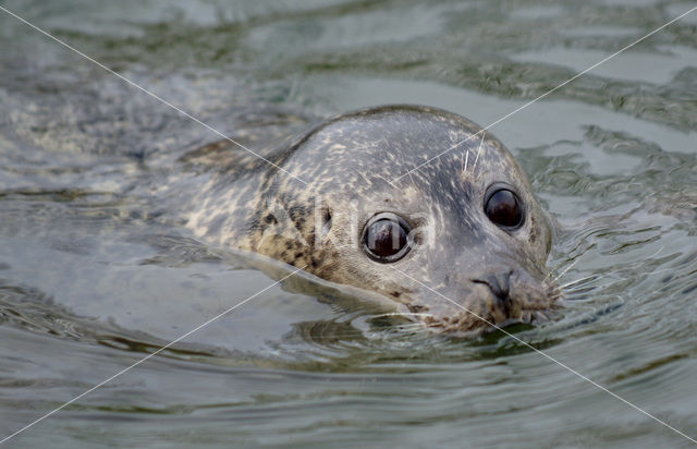 Common Seal (Phoca vitulina)